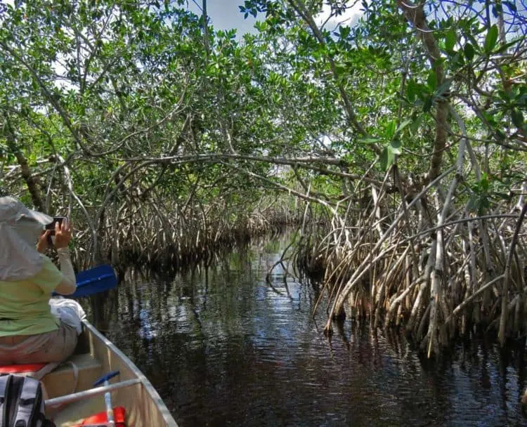 Mangrove tunnel on Hell’s Bay Kayak Trail in Everglades National Park. (Photo: Bonnie Gross)
