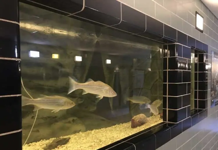 Welaka National Fish Hatchery aquarium with striped bass