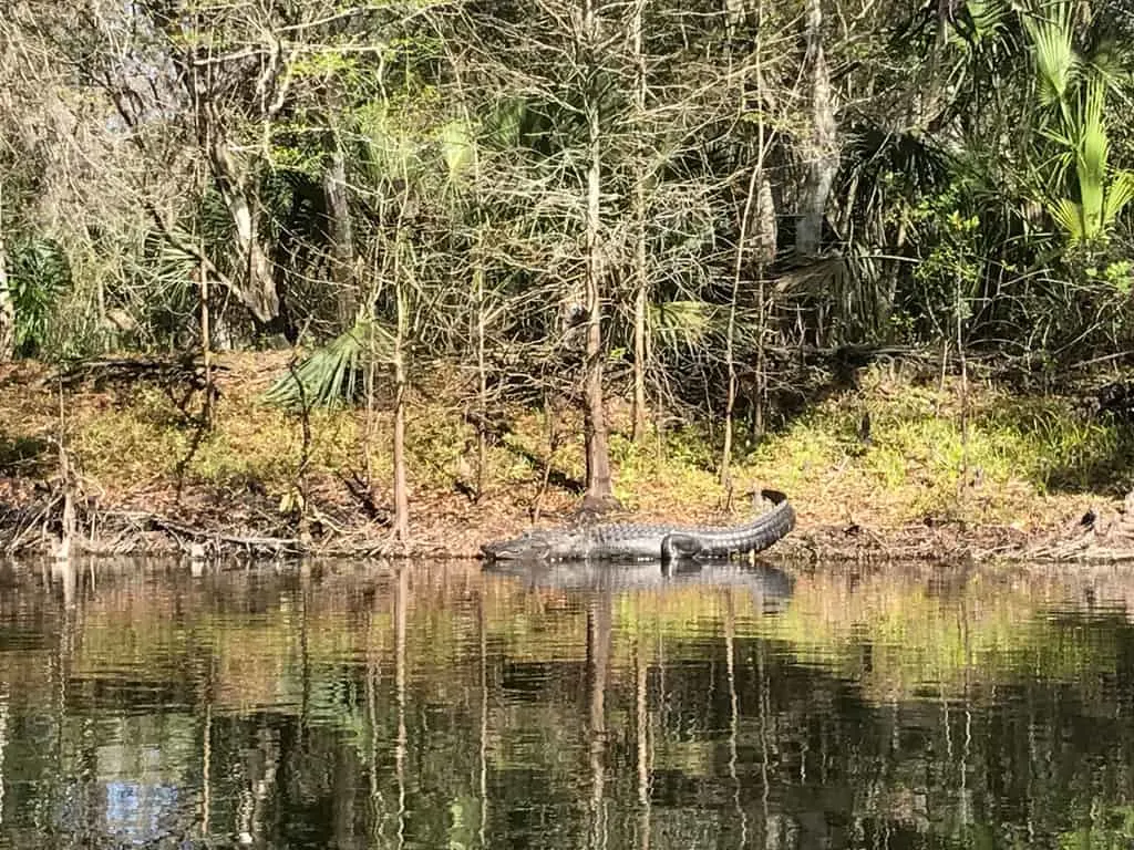 Yes, there are gators on the Hillsborough River