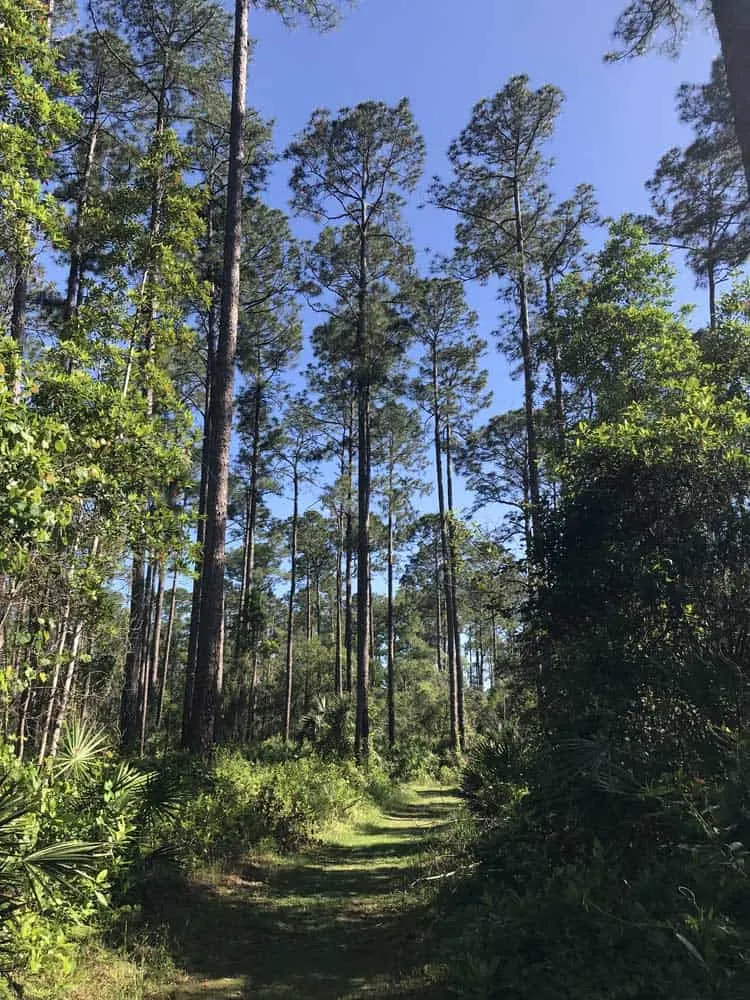 Longleaf pine forest on marked trail in Welaka State Forest,