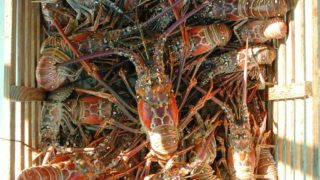 florida lobster trap photo by Florida Keys News Bureau