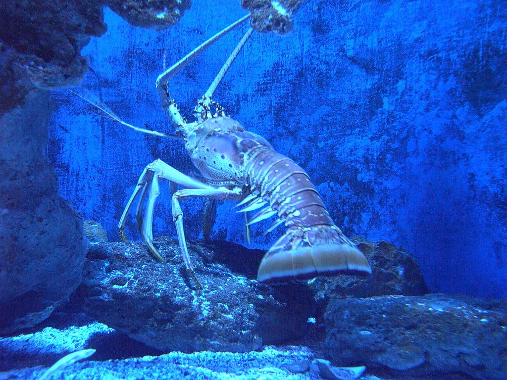 spiny lobster