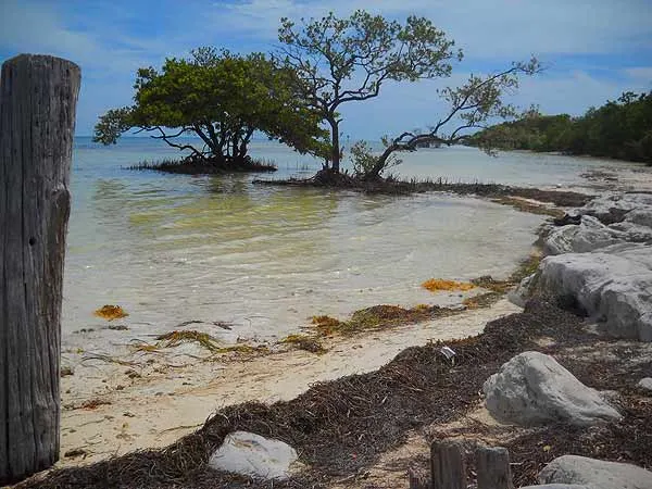 Anne's Beach is lined with mangroves. (Photo by Bonnie Gross)