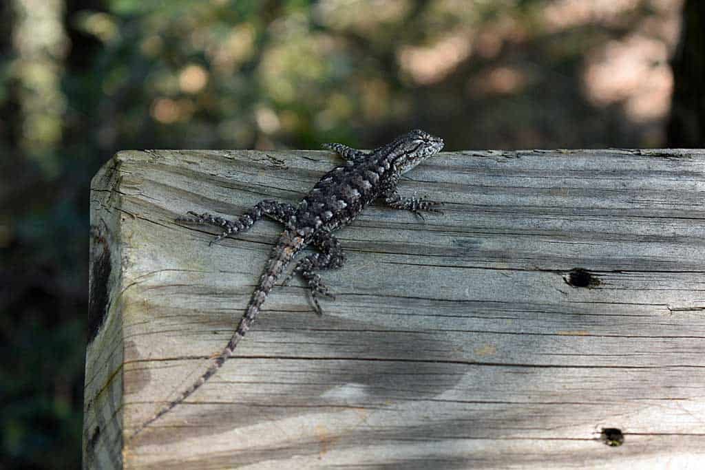 Southern Fence Lizard hanging out on the boardwalk by Dismal Sink  at Leon Sinks Geological Area..