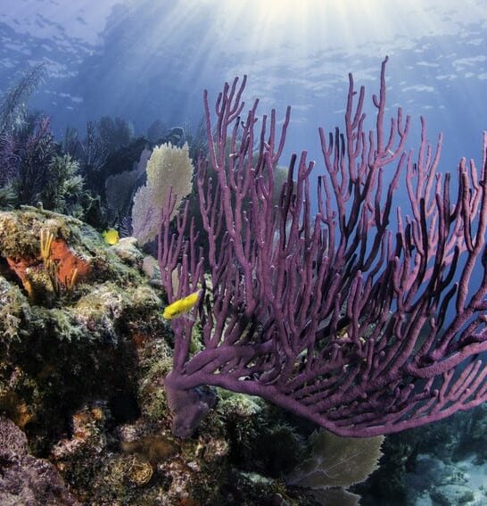 Epic drive through Florida's Keys: Our Overseas Highway guide, milepost by milepost 5 coral reef key largo