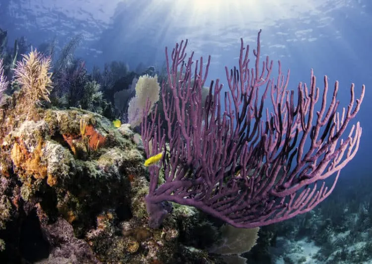 Florida Keys state parks: Explore the reef at Pennekamp State Park. (CanStock Photo/offaxisproductions)