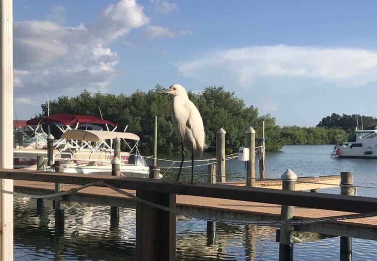 White egret on railing at Casey Key Fish House