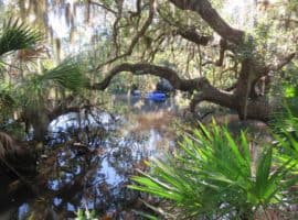 Kayaking under a live oak tree.