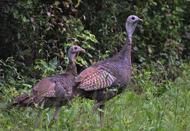 florida turkeys female turkey with young A Thanksgiving story: Florida's wild turkeys