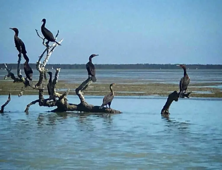 Cormorants arrange themselves artfully on driftwood in Florida Bay. (Photo: Bonnie Gross)