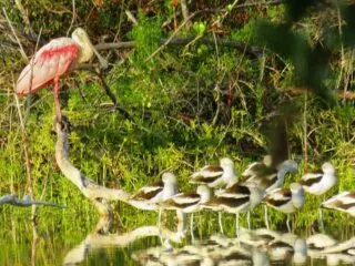Eco-pond, across from the campground in Flamingo in Everglades National Park is full of birds in November. Here, American avocets rest below a roseate spoonbill. (Photo: David Blasco)