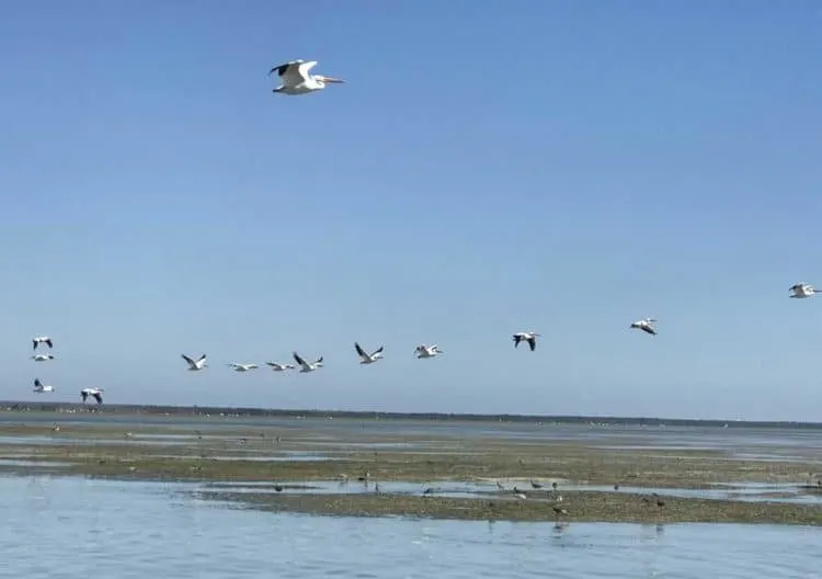 A flock of big beautiful white pelicans flying over Snake Bight near Flamingo in Everglades National Park, (Photo: Bonnie Gross)