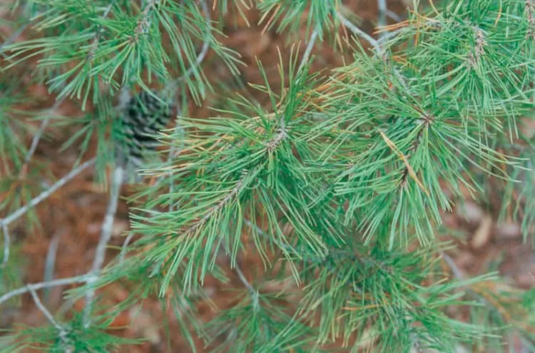 Closeup of a Florida sand pine, the type of tree you can cut in Ocala National Forest.