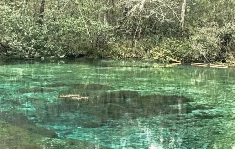 At Ichetucknee Springs State Park, a white sandy bottom results in the water appearing a turquoise color in areas. (Photo: Bonnie Gross)