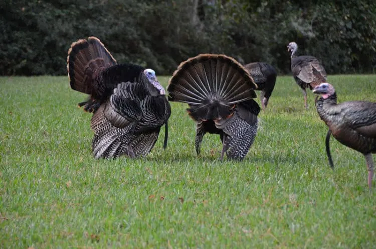florida turkeys wild turkeys segaison A Thanksgiving story: Florida's wild turkeys
