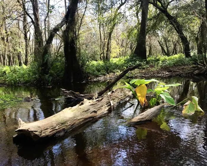 Kayaking in Orlando area: Arbuckle Creek in Avon Park, one of the best Florida kayaking rivers