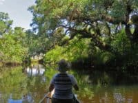 Telegraph Creek, a tributary of the Caloosahatchee River near Fort Myers (Photo: David Blasco)