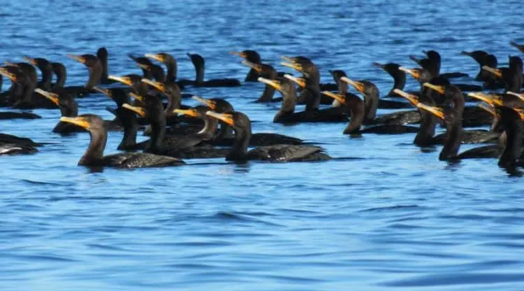 Hundreds of cormorants float in a tight group on Pine Island Sound