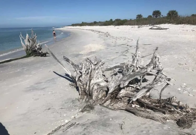 Best Florida camping: The beach on Cayo Costa is stunning, with white sand, bleached driftwood, shells and few people. (Photo by Bonnie Gross)