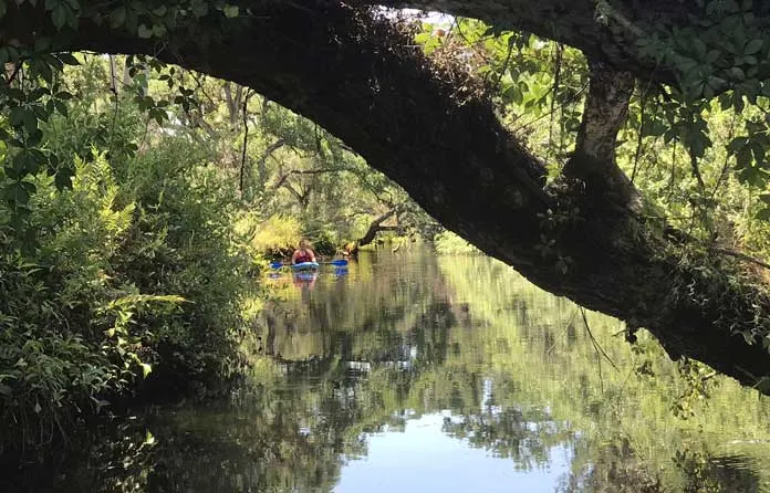 Kayakers along Telegraph Creek, a tributary of the Caloosahatchee River. (Photo: Bonnie Gross)