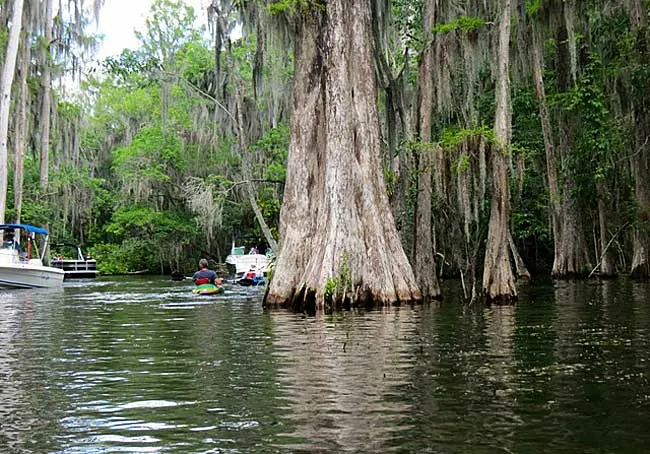 Ancient cypress trees while kayaking Dora Canal (Photo: Ed and Deb Higgins)