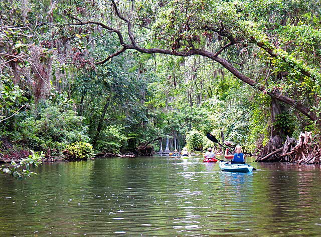 while Tree canopy kayaking Dora Canal (Photo: Ed and Deb Higgins)