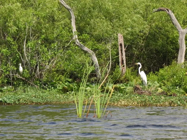 Egret at Deer Prairie Creek