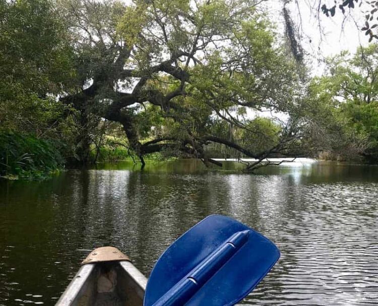 Oak trees overhang Ten Mile Creek, one of the places for kayaking St. Lucie Waterways. (Photo: Bonnie Gross)