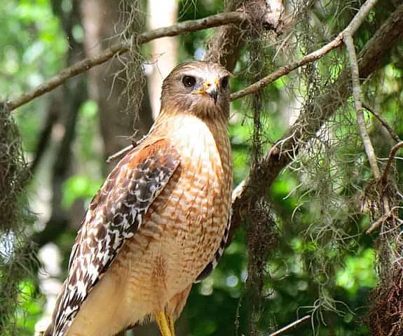 A hawk spotted while kayaking Dora Canal (Photo: Ed and Deb Higgins)
