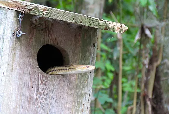 A snake peeks out of bird nesting box along the Dora Canal.kayaking Dora Canal (Photo: Ed and Deb Higgins)