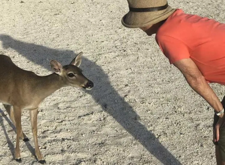 Where to see Key deer: Visit Big Pine Key nature center first