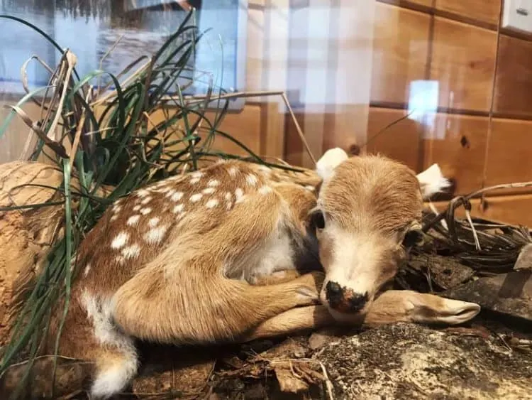 A newborn key deer, preserved by taxidermy, at the Florida Keys National Wildlife Refuges Nature Center. Newborn key deer weight 2 to 4 pounds. (Photo: Bonnie Gross)