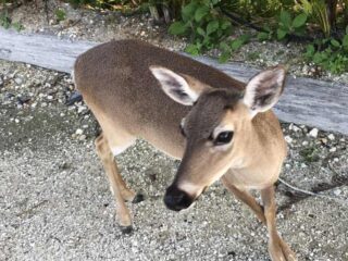Key Deer in Big Pine Key within the National Key Deer Refuge. (Photo: Bonnie Gross)