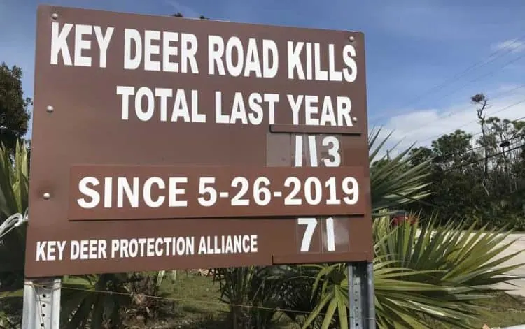 Traffic in Big Pine Key endangers the key deer. The "death toll" sign illustrates the danger. (Photo: Bonnie Gross)