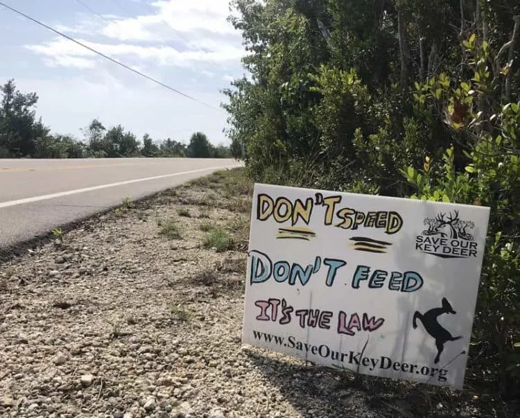 Sign warning about key deer on Big Pine Key
