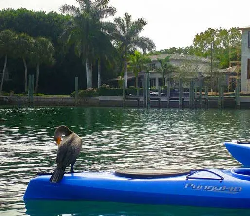 A cormorant hitches a ride on a kayak at the Lido Key Mangrove Trail. (Photo: Deb and Ed Higgins.)