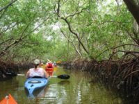 Mangrove tunnels at Lido Key Mangrove Trail. (Photo: Deb and Ed Higgins.)