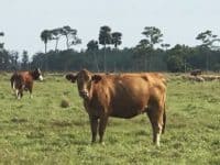 Cow in pasture on cattle ranch in Florida.