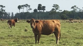 Cow in pasture on cattle ranch in Florida.
