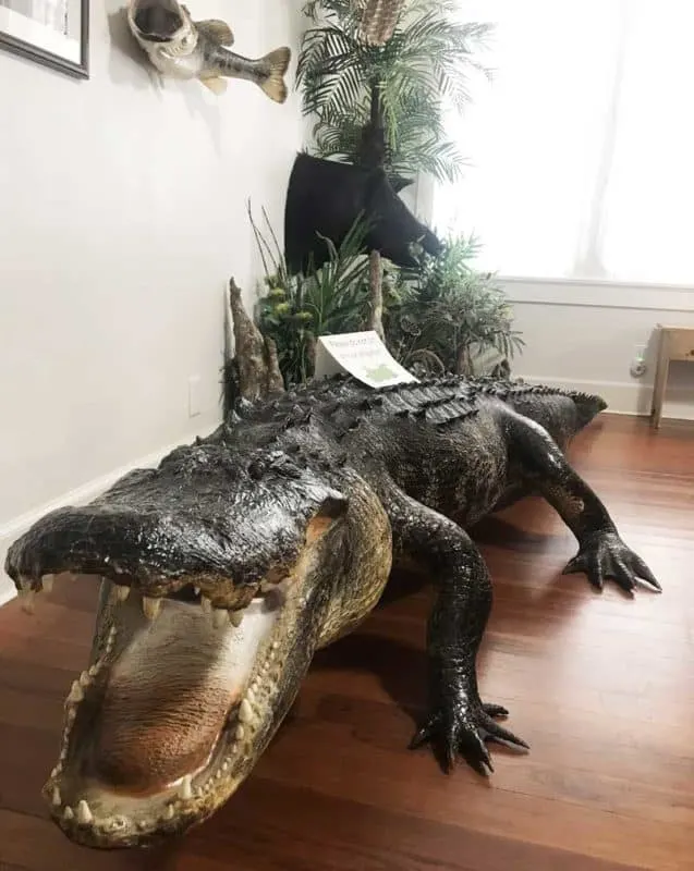 Gus, a stuffed gator, located in the visitor cener at Deseret Ranches, one of the largest cattle ranches in Florida. (Photo: Bonnie Gross)