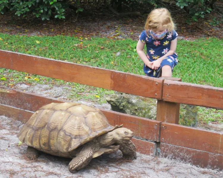 African Spurred Tortoise at Flamingo Gardens
