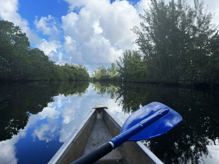 best kayaking in south florida 2022 11 2 Pond apple slough Ten best kayaking spots in South Florida