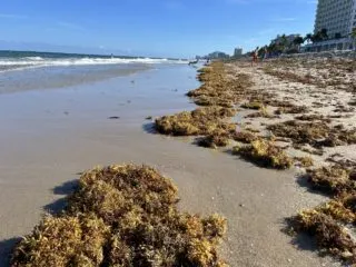 Sargassum weed on Fort Laudedale beach at low tide April 8, 2023