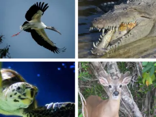 four species threatened or endangered in Florida