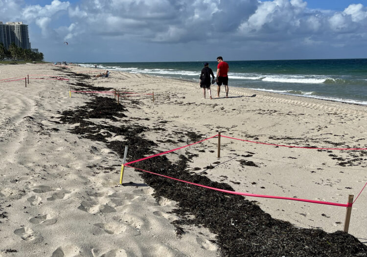 Sea turtle nests marked on the beach in Fort Lauderdale. (Photo: Bonnie Gross)