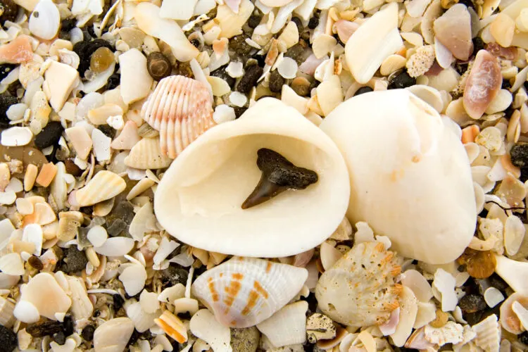 Venice Beach is one of the best places to find shark's teeth. That's one in the seashell at Casperson Beach. (Photo: Can Stock Photo / BLewis)