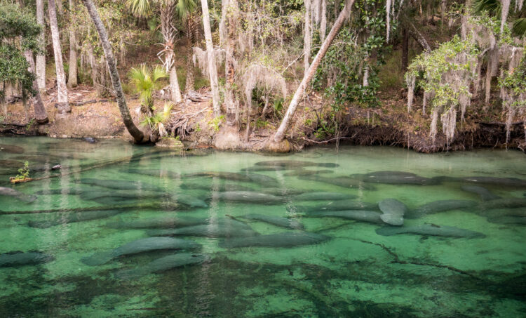 Where to see manatees in Florida? In January's chill, Blue Springs State Park can have hundreds of them. (Photo: jctabb)