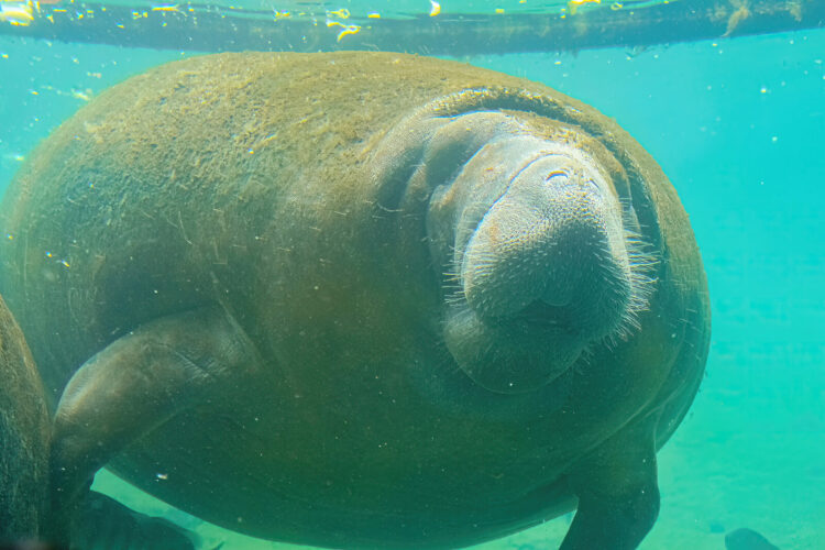 If your goal is to swim with manatees, the onlyd place it's legal is Crystal River. (Photo: bennymarty(