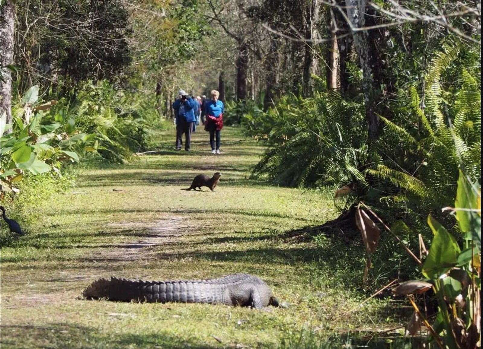 Wildlife on Bird Roookery Trail. (Photo courtesy CREW Trust)