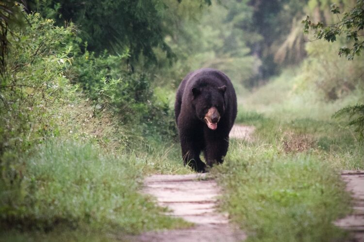 Few visitors will get to see a black bear, but this one was spotted at Corkscrew Bird Rookery Swamp Trail. (Photo: Bonnie Gross)